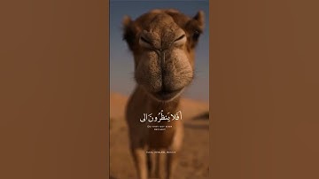 أفلا ينظرون إلى الإبل كيف خُلِقت || أرح قلبك 💖💐 القارئ عبدالرحمن مسعد حفظه اللّٰه تعالى 🤲💚✨