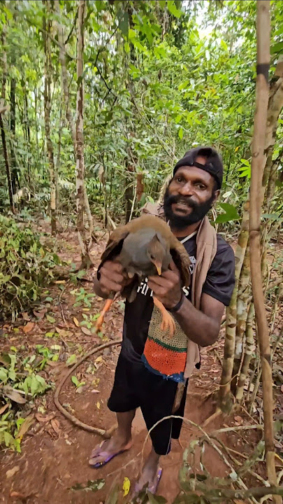 Pasang jerat dapat ayam hutan