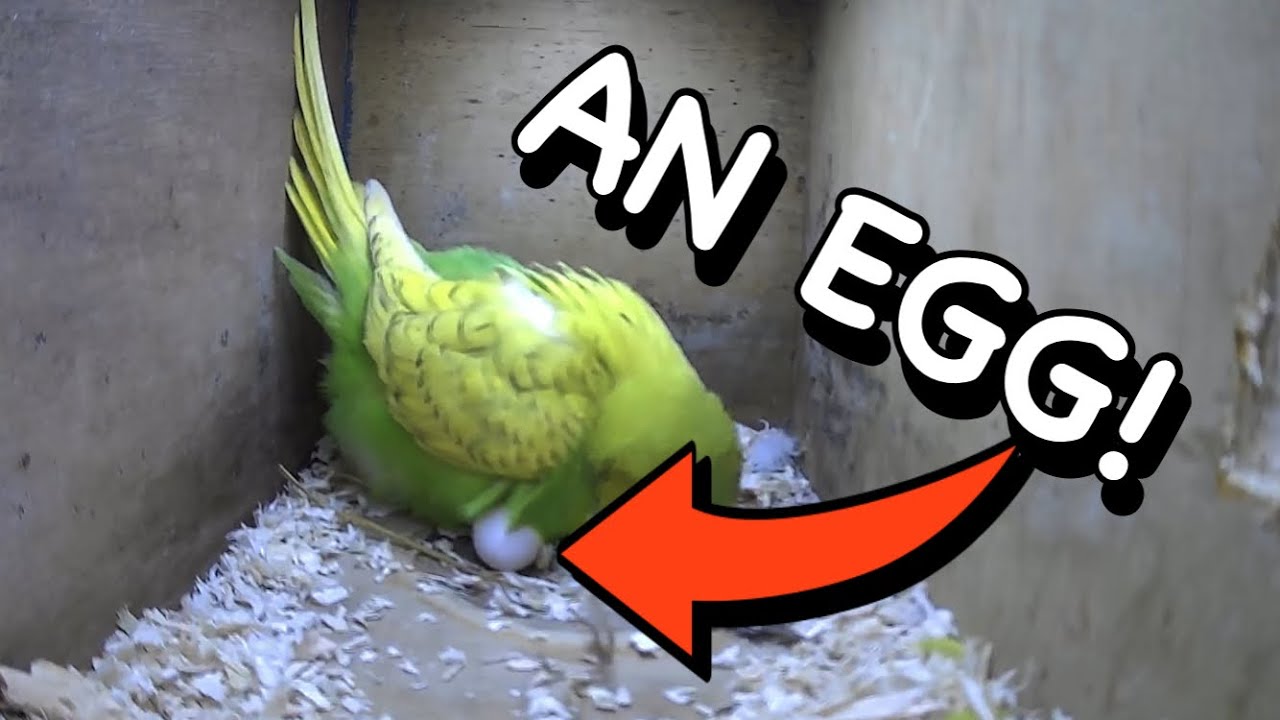 В коробке с фотоаппаратом и волнистым попугайчиком лежит яйцо!