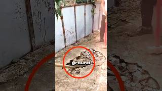 animals found in the most WEIRD places 🤯 #animals #shorts #wildlife
