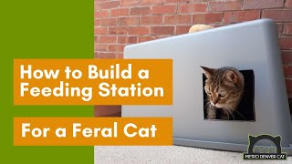How to Build a Feeding Station for a Feral Cat Colony