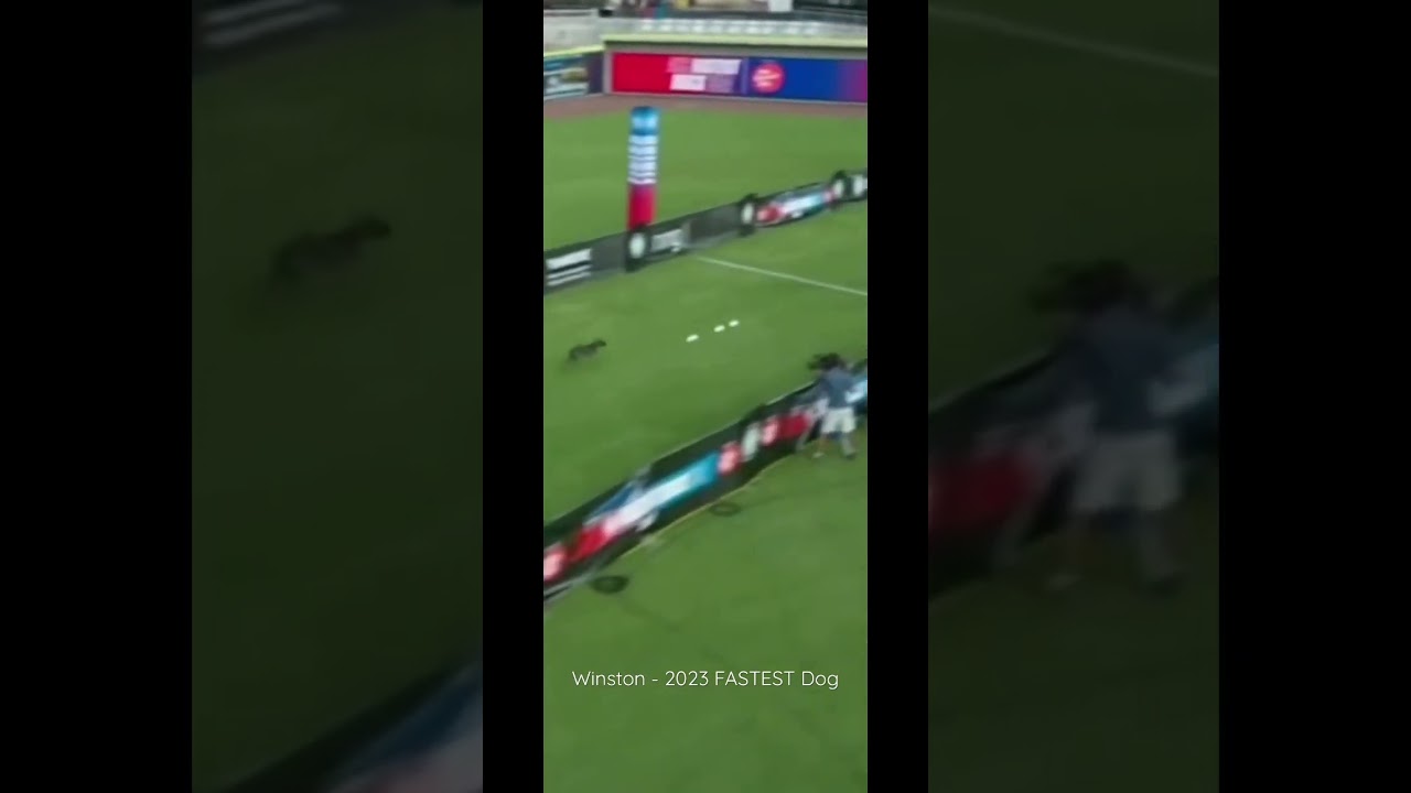 Winston - WORLD’S FASTEST Dog 💨