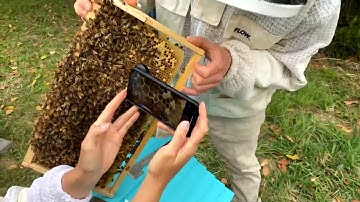 Spring hive managment - Q&A with Cedar Anderson