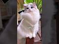 3 Real Cats That Look Like Cartoon Characters #facts #catlovers #animalfacts #shorts