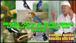 Burung burung mengaminkan do,a ulama mastur mama KH Romli gozali