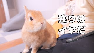 周りに誰もいなくて寂しくなっちゃったウサギが飼い主の上に乗ってきて甘えて来ました【No.1374】