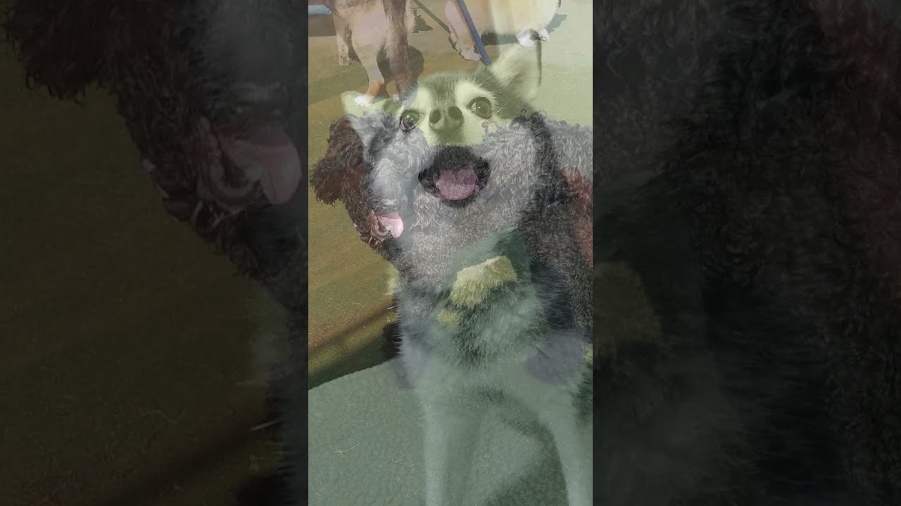 Playtime at Dogs On The Farm Pet Resort!  #dogsonthefarm #puppy #olderdogs #playtime  #shortvideo
