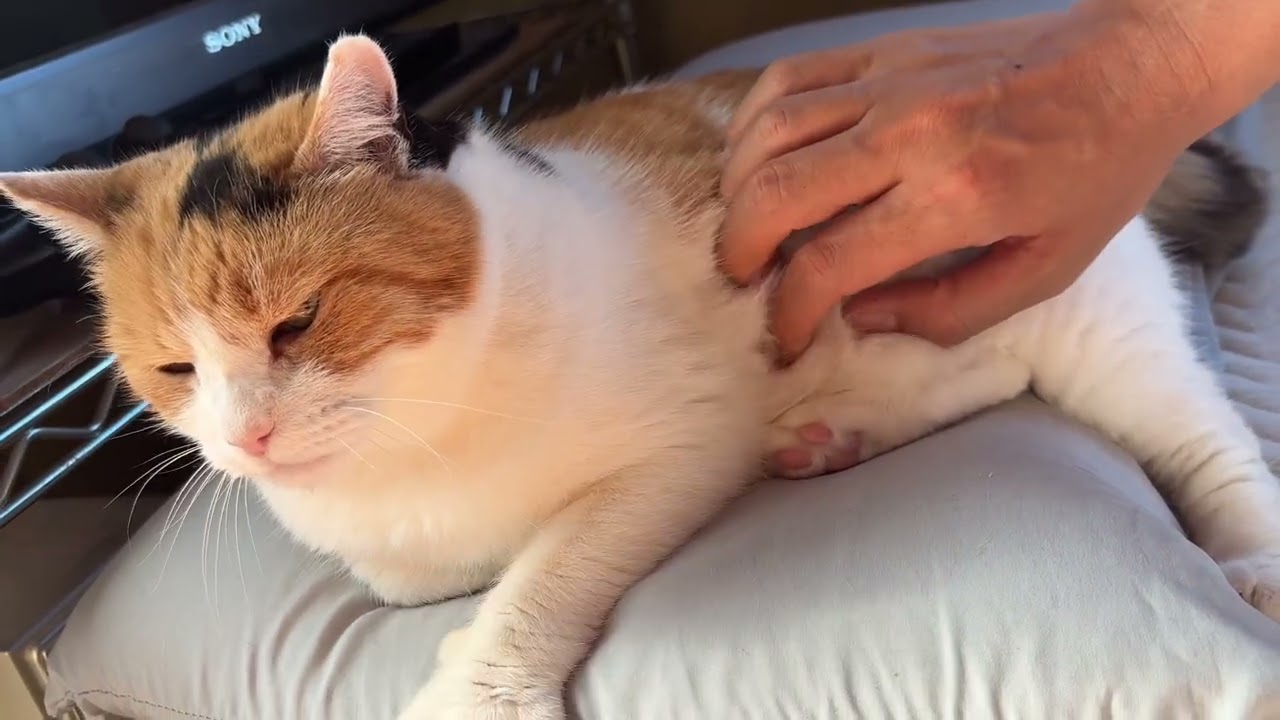 三毛猫】ちょっと涼しい日は私のベッドに来るミケ（2026年6月4日