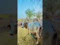 qurbani a gyi ❤️🥰#shorts #animals #eidmubarak