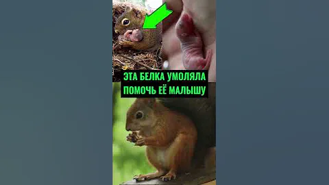 Эта Белка УМОЛЯЛА Девочку Помочь Ее Малышу 🥺