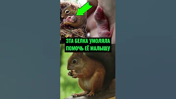 Эта Белка УМОЛЯЛА Девочку Помочь Ее Малышу 🥺