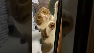 🐈猫「ここから出してぇ〜」 #shorts