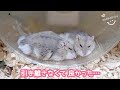 ハムスター多頭飼い1年。同居させて本当に良かったと思える日が来ました。