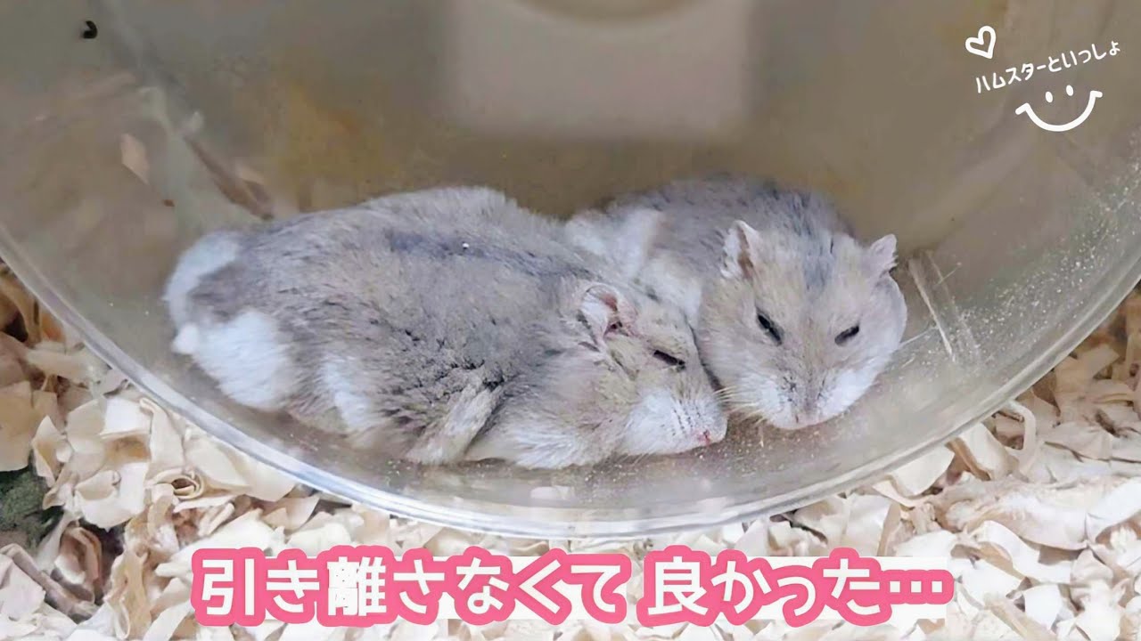 ハムスター多頭飼い1年。同居させて本当に良かったと思える日が来ました。