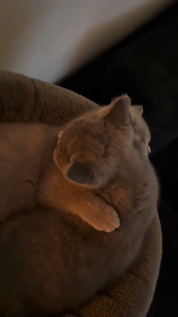 Top des vidéos très mignon ♥️ ❄️ ♥️ ❄️