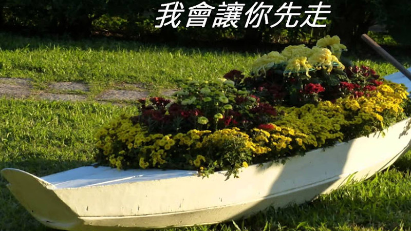 音樂廣場Cover -家後, ＃菊花展 ,Taiwan