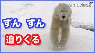 迫りくるリラ！修行レベルのリラまつり　この瞬間を見逃すな！How many times do polar bear jump?