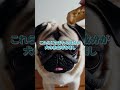 食べさせてはいけないもの #犬 #癒し #大型犬のいる生活 #可愛い #元気になる動画 #ワンちゃん #犬のいる生活 #犬のいる生活
