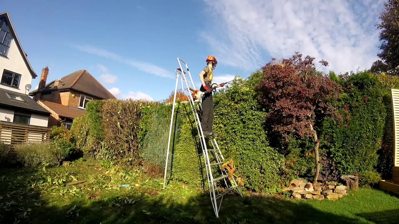 Conifer and laurel hedge reduction - YouTube