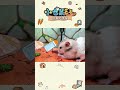 Hamster Accidentally Drank the Hardworking Potion（2） #funny #寵物友善日常#hamster