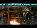 TUVIERON QUE PRENDER FOGATAS A LOS TOROS POR EL FRIO || Rancho El Aguaje en Cerro Colorado Hidalgo