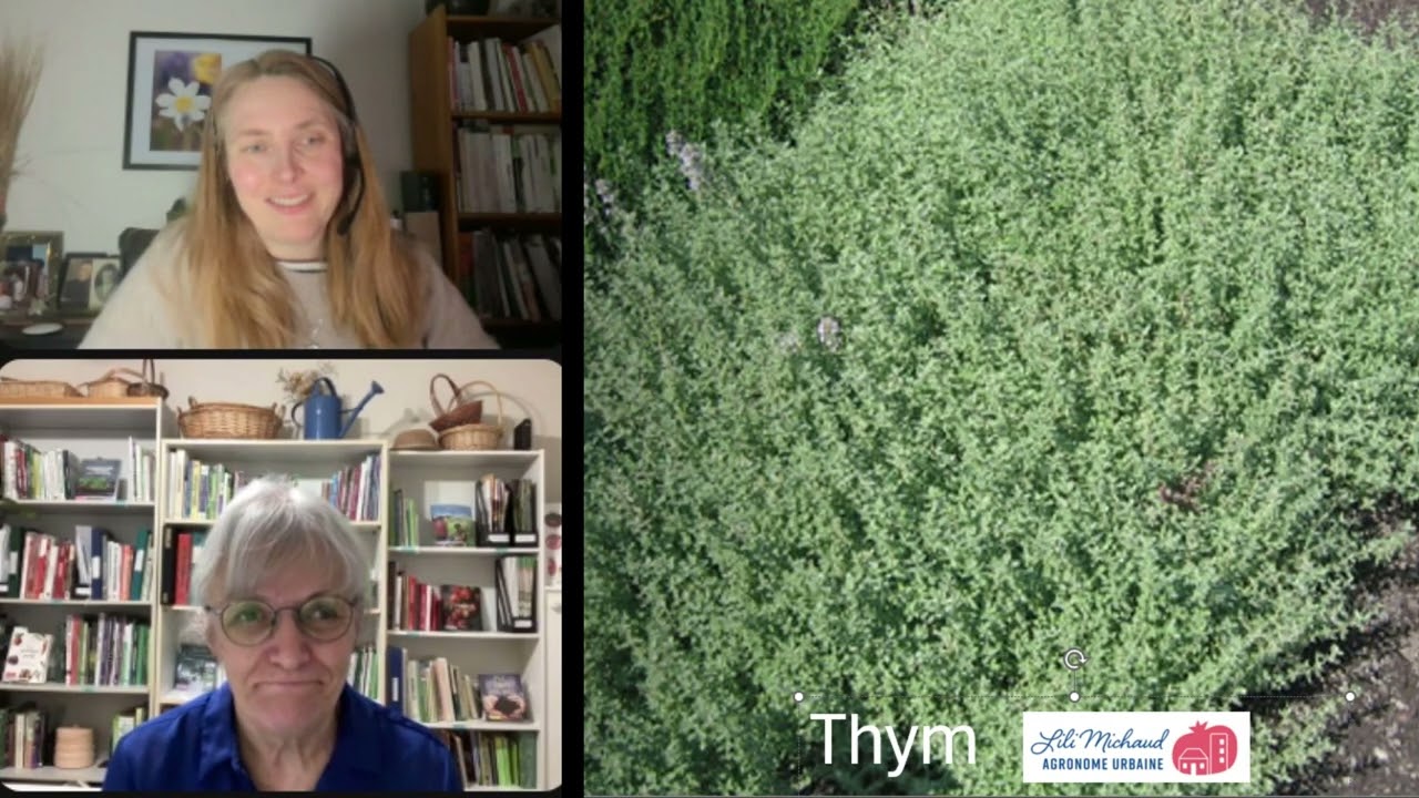 Thym - culture, séchage, cuisine et propriétés médicinales