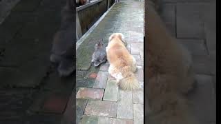 video 20190107 171749