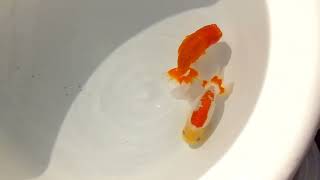 DSCF3292