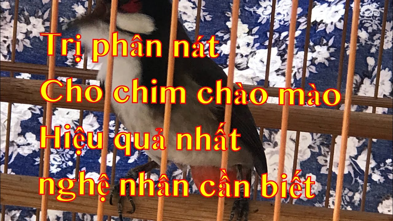 CÁCH TRỊ PHÂN NÁT CHO CHIM CHÀO MÀO HIỆU QUẢ NHẤT