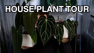 Houseplant Tour: Anthurium, Variegated Plants, and More!