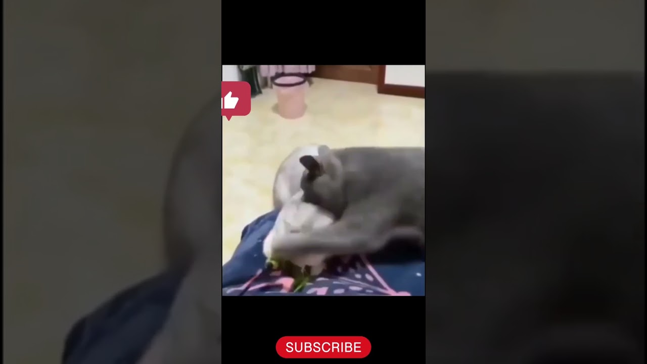 Pawsome😺funny cats pt:63 Hitting Mood  🥊