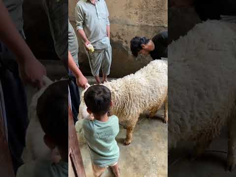 #shortfeed #viral #bakra #cow #shortvideos #kids #trending #ytshorts #qurbanivlog #animals #qurbani