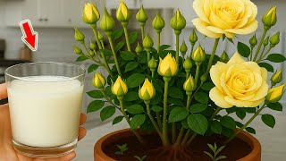 Just 1 Cup Suddenly 1001 Roots Appear And Roses Bloom All Year Round