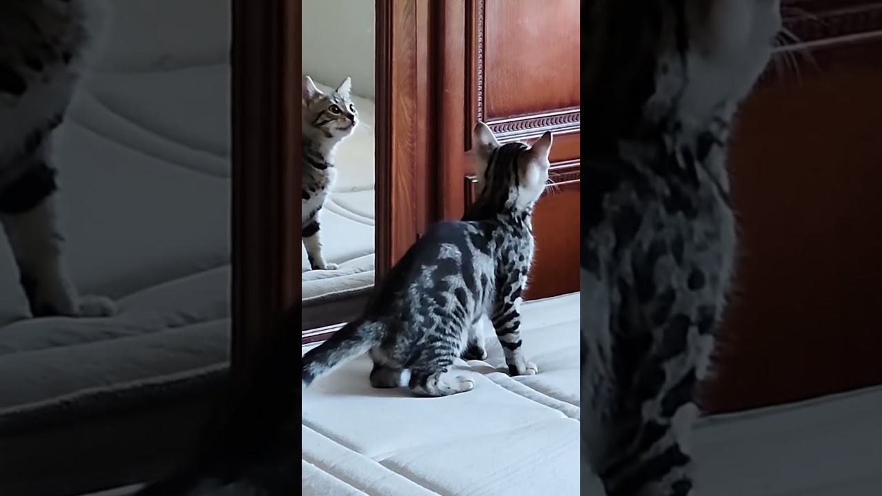 This Kitten Just Met Himself 😳🐱