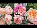 My David Austin Rose Collection. Part 2