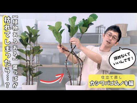 Professional Technique] Don't give up even if the leaves wither