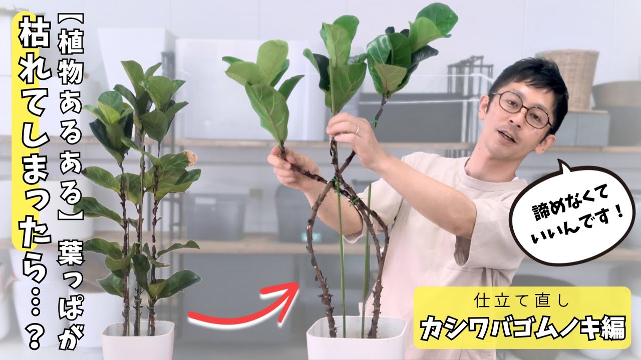 【プロの技】葉っぱが枯れてしまっても諦めない！カシワバゴムの仕立て直し解説