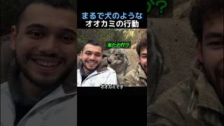まるで犬のようなオオカミの行動
