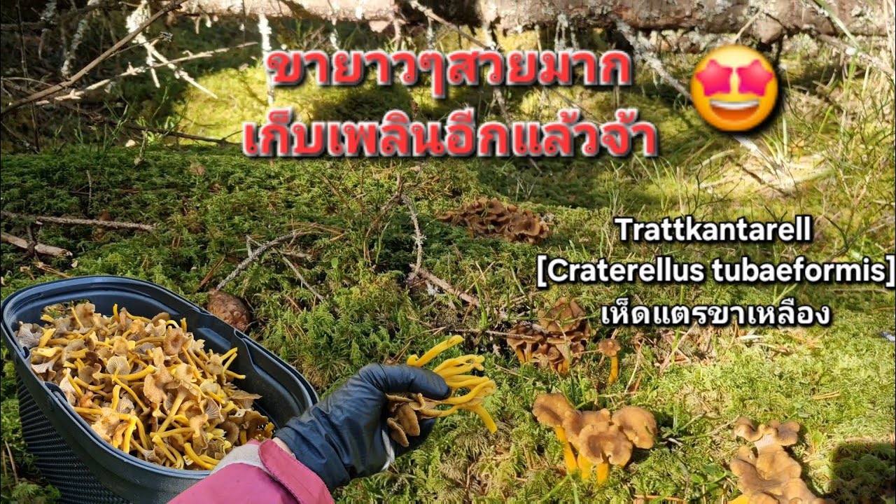 2/10/2025 เห็ดดอกสวยๆขายาวๆ เจอแบบนี้เก็บเพลินอีกแล้วจ้า