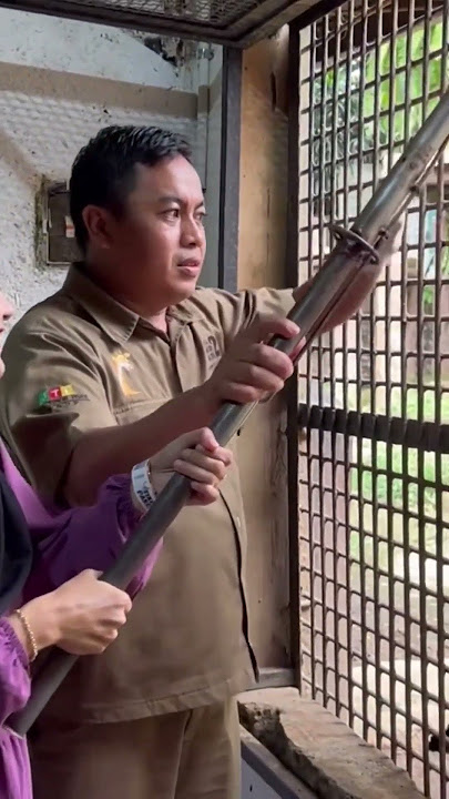 Ayang kasih makan singa woi