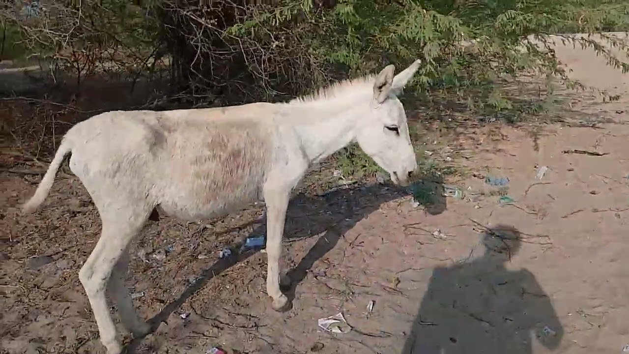 #donkeykongcountry #animals #mariovsdonkeykong #donkeylovers #donkey 