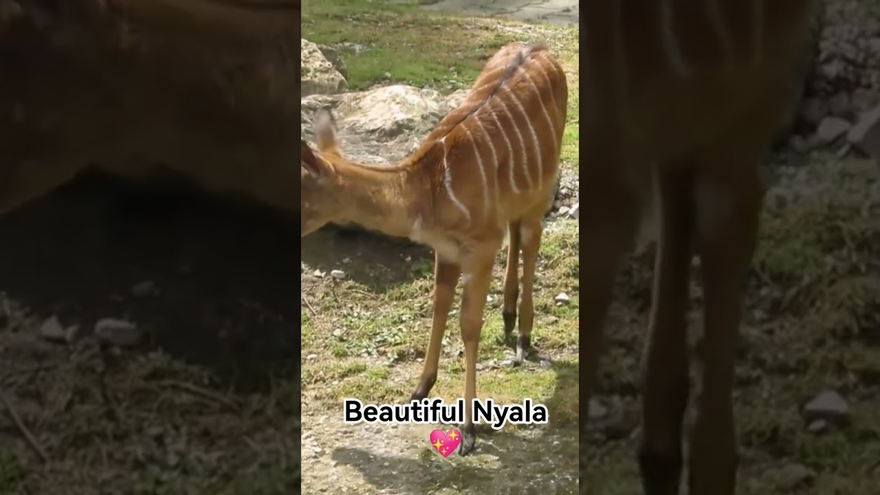 Beautiful Nyala Antelope 