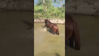 cute horse short video