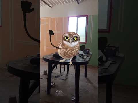 #moodfresh #funny #shortvideo #effect