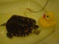 Turtle playing with rubber duck