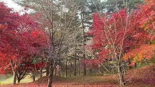 명상, 묵상, 독서, 그리고 기도를 위한 랜선 피정 12. 만추(晚秋) 숲속 Online Retreat 12. Late autumn forest
