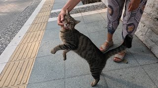 Have you ever seen a stray cat wanting to be petted in such a cute way
