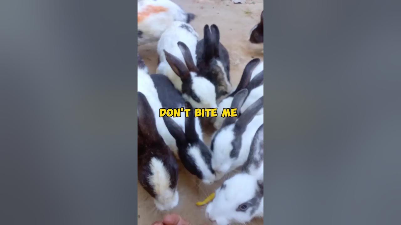 rabbit bite my finger funniestcutie cuteanimals bunny cuterabbit 