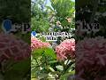 subscribe the channel 👍...... #flowers#ytshorts#garden #plantsofindia #terracegardenindia #hibiscus