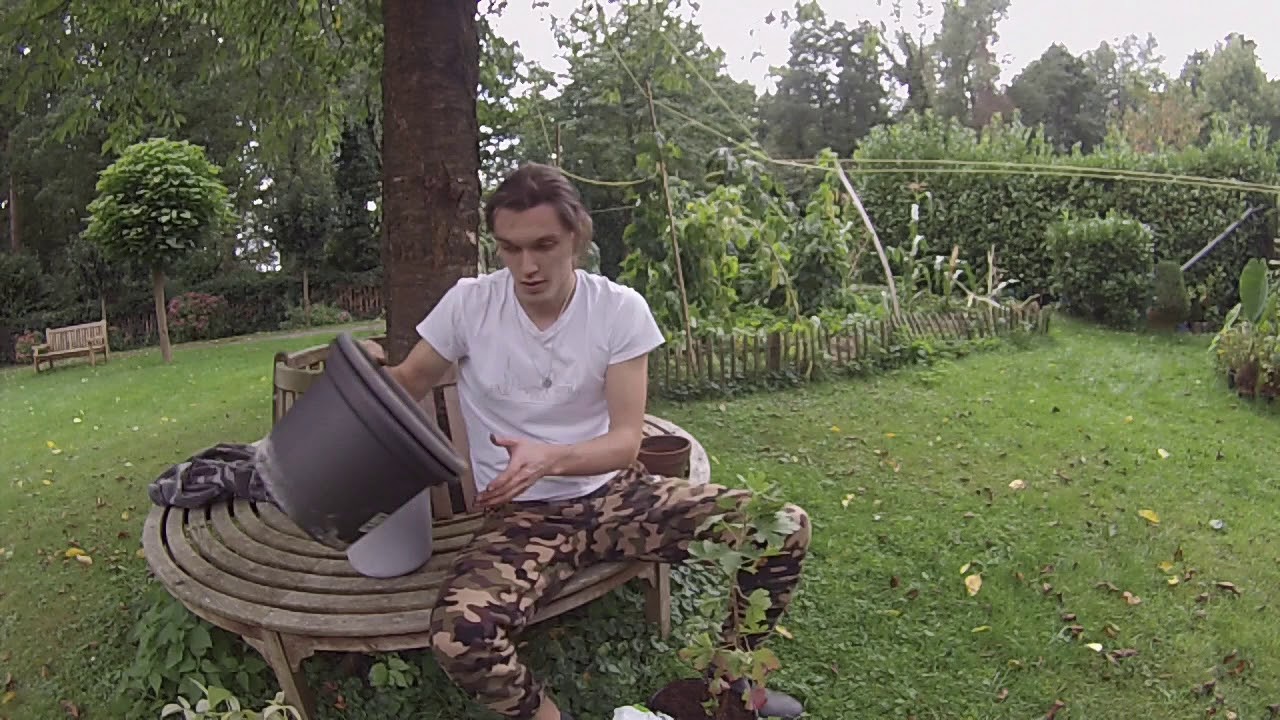 verschiedene Gartenarbeiten im September wie Erdbeeren pflanzen YouTube